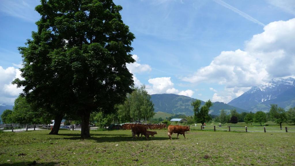 Haus Rieder Georg Apartment มาริอาอาล์ม อัม ชไตเนอร์เนินเมียร์ ภายนอก รูปภาพ